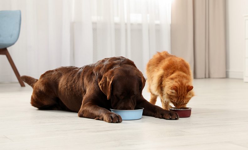 Dog and cat eating together