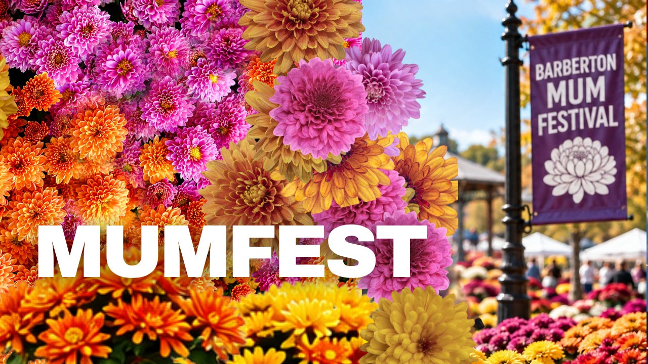 Orange, pink and yellow chrysanthemums beside a Barberton Mum Festival banner, with the word MumFest.