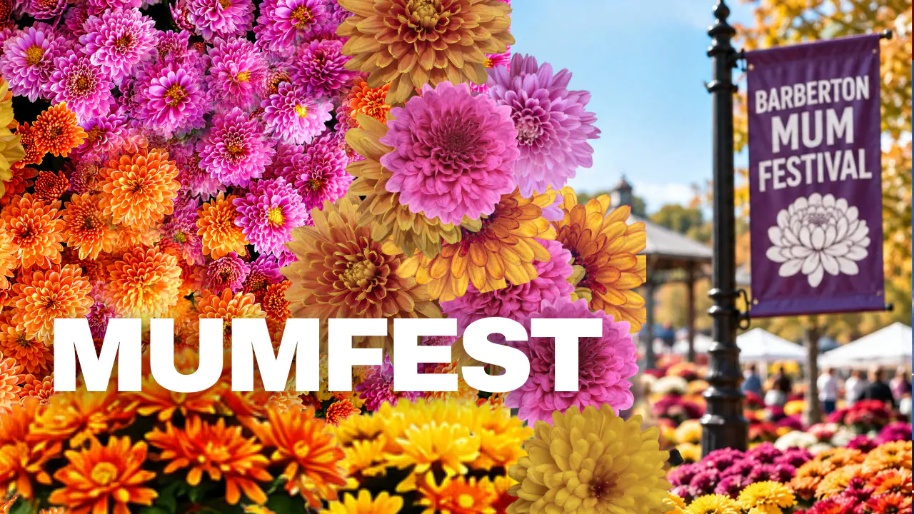 Orange, pink and yellow chrysanthemums beside a Barberton Mum Festival banner, with the word MumFest.